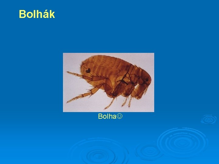 Bolhák Bolha 