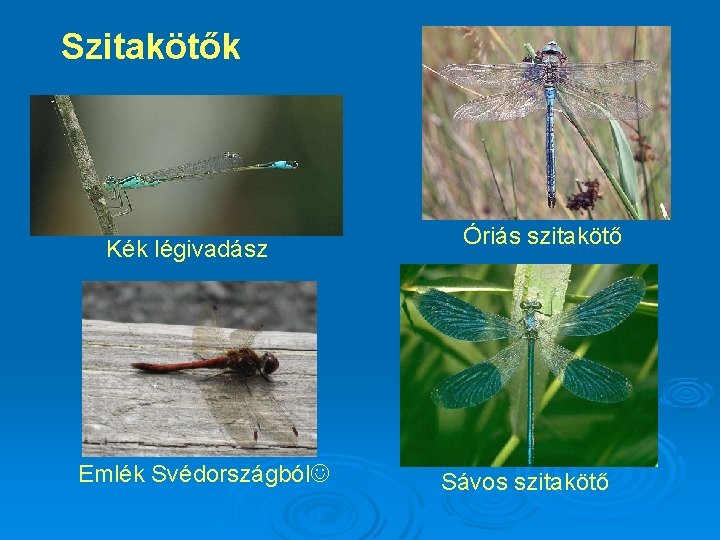 Szitakötők Kék légivadász Emlék Svédországból Óriás szitakötő Sávos szitakötő 