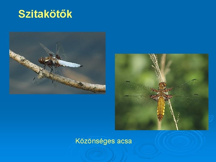 Szitakötők Közönséges acsa 