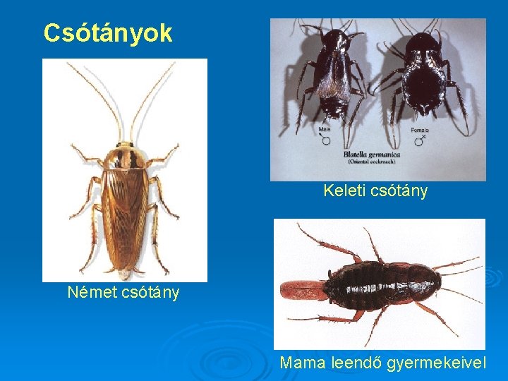 Csótányok Keleti csótány Német csótány Mama leendő gyermekeivel 