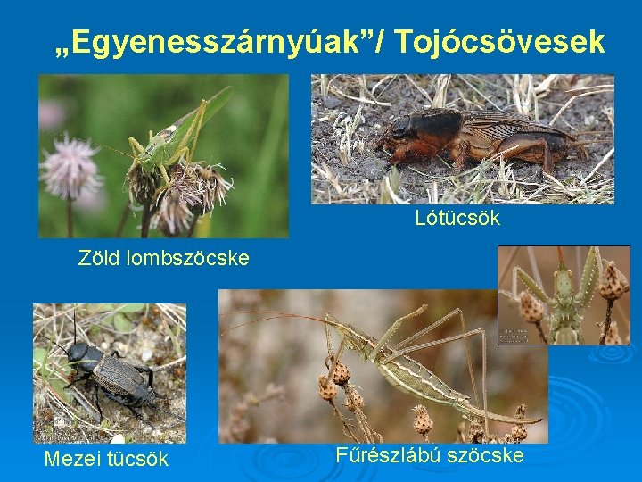 „Egyenesszárnyúak”/ Tojócsövesek Lótücsök Zöld lombszöcske Mezei tücsök Fűrészlábú szöcske 