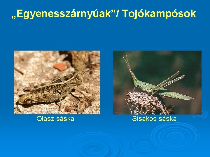 „Egyenesszárnyúak”/ Tojókampósok Olasz sáska Sisakos sáska 