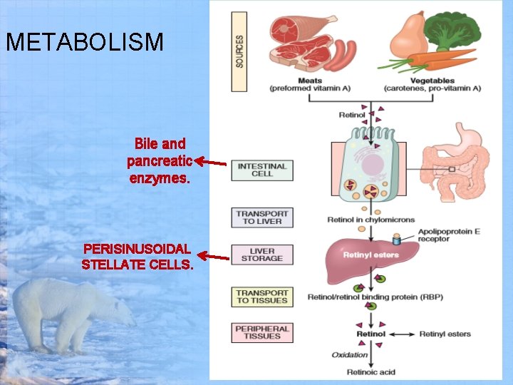 METABOLISM Bile and pancreatic enzymes. PERISINUSOIDAL STELLATE CELLS. 