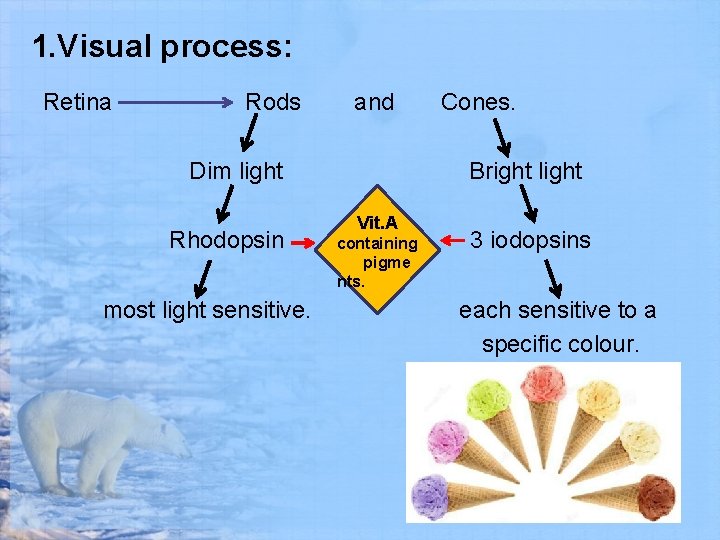 1. Visual process: Retina Rods and Dim light Rhodopsin most light sensitive. Cones. Bright