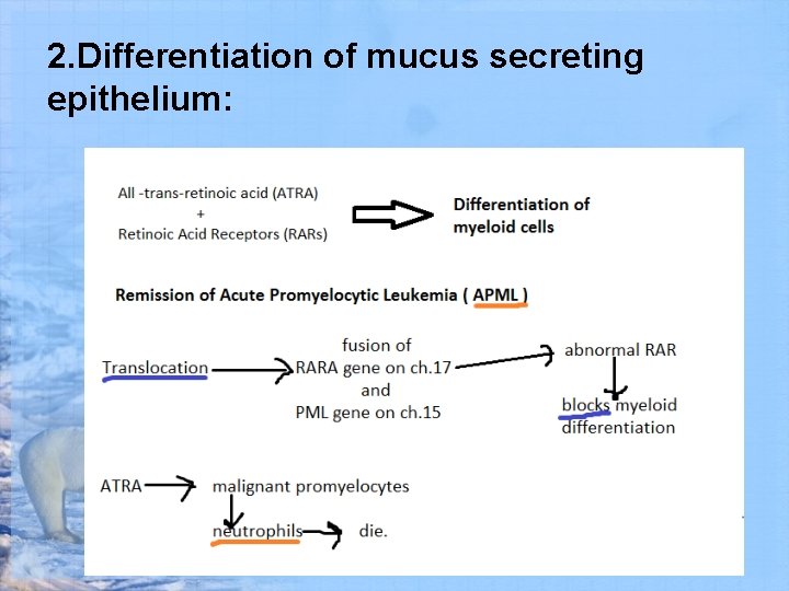 2. Differentiation of mucus secreting epithelium: 