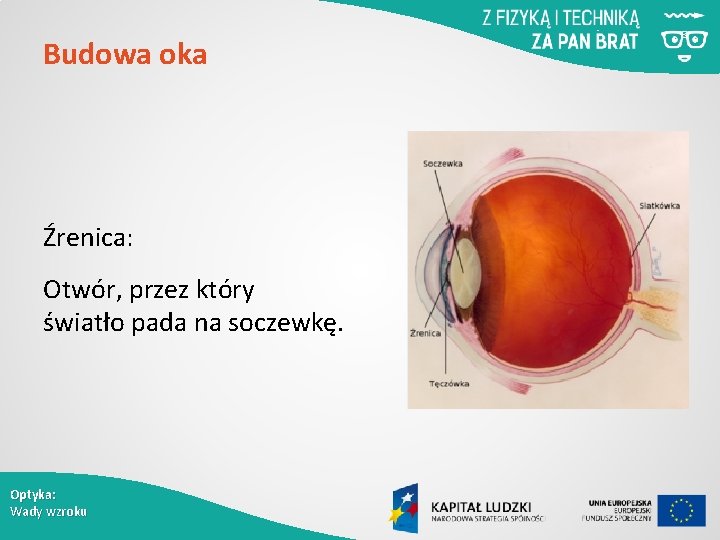 Budowa oka Źrenica: Otwór, przez który światło pada na soczewkę. Optyka: Wady wzroku 