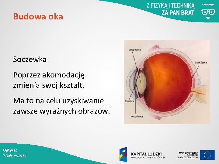 Budowa oka Soczewka: Poprzez akomodację zmienia swój kształt. Ma to na celu uzyskiwanie zawsze