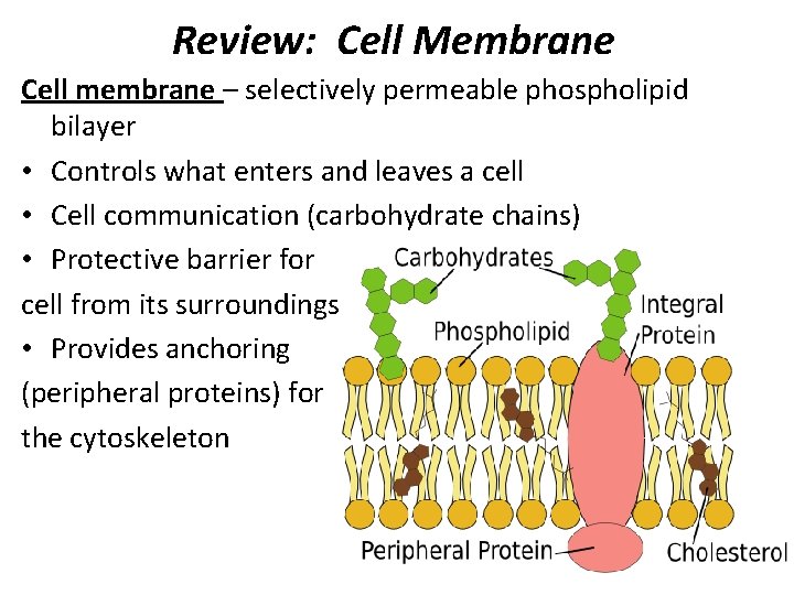 Review: Cell Membrane Cell membrane – selectively permeable phospholipid bilayer • Controls what enters