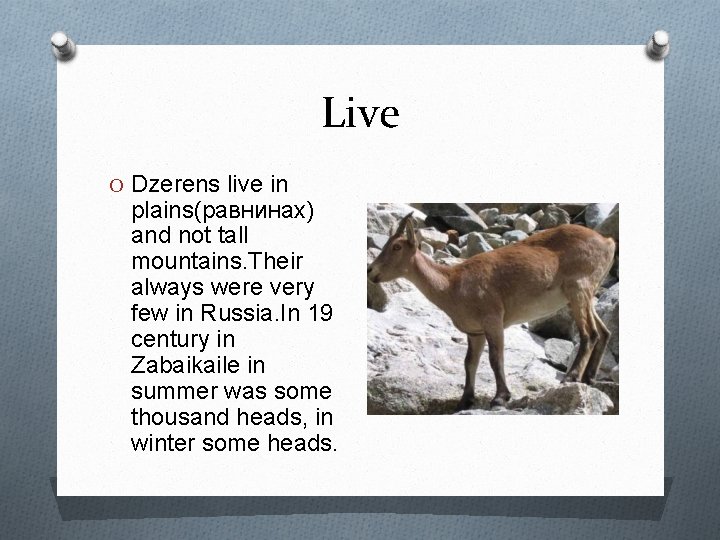 Live O Dzerens live in plains(равнинах) and not tall mountains. Their always were very