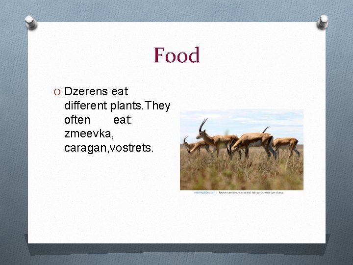Food O Dzerens eat different plants. They often eat: zmeevka, caragan, vostrets. 