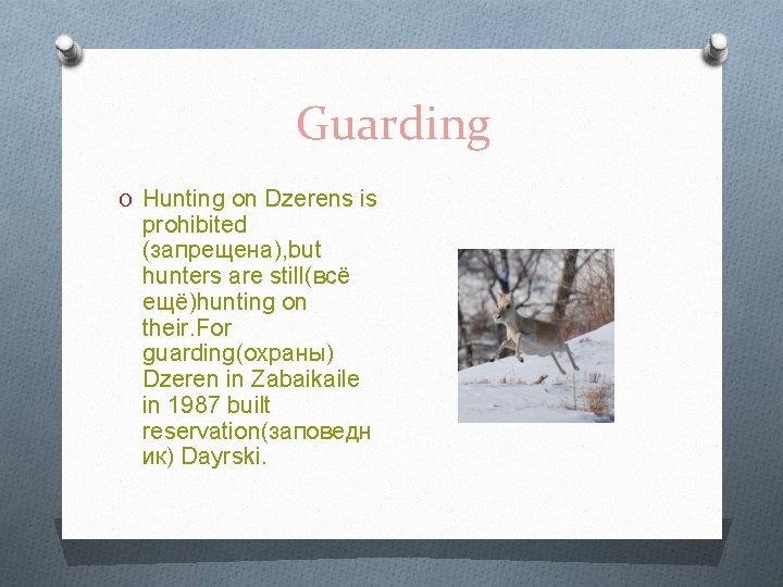 Guarding O Hunting on Dzerens is prohibited (запрещена), but hunters are still(всё ещё)hunting on