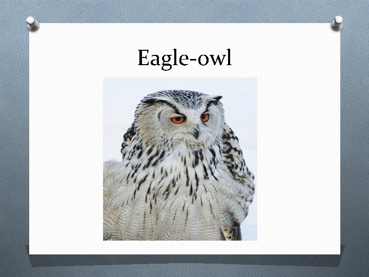 Eagle-owl 