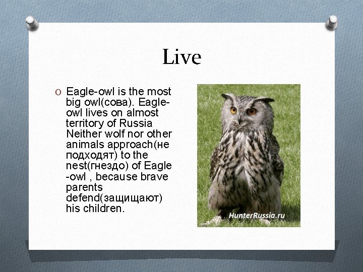 Live O Eagle-owl is the most big owl(сова). Eagleowl lives on almost territory of