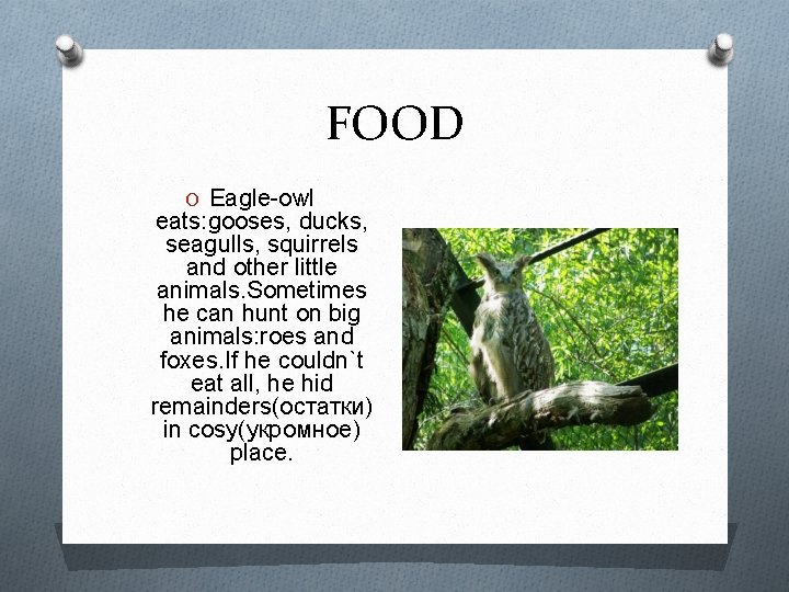 FOOD O Eagle-owl eats: gooses, ducks, seagulls, squirrels and other little animals. Sometimes he