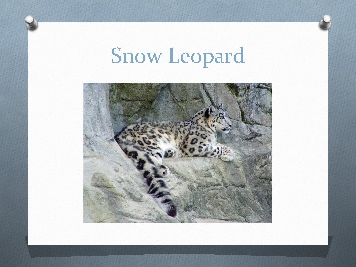 Snow Leopard 