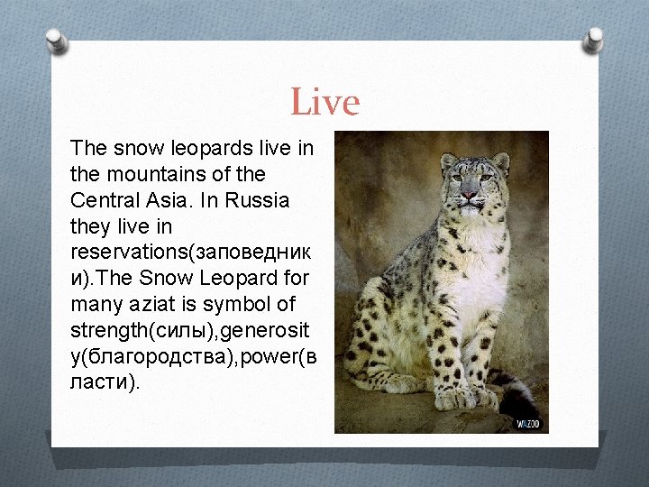 Live The snow leopards live in the mountains of the Central Asia. In Russia