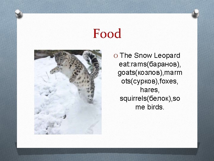 Food O The Snow Leopard eat: rams(баранов), goats(козлов), marm ots(сурков), foxes, hares, squirrels(белок), so