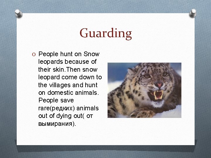 Guarding O People hunt on Snow leopards because of their skin. Then snow leopard