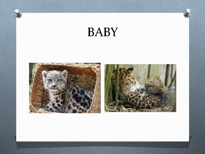 BABY 