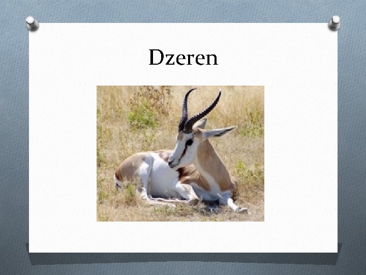 Dzeren 