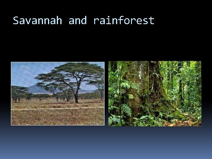 Savannah and rainforest 