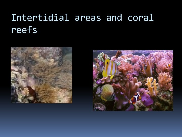 Intertidial areas and coral reefs 