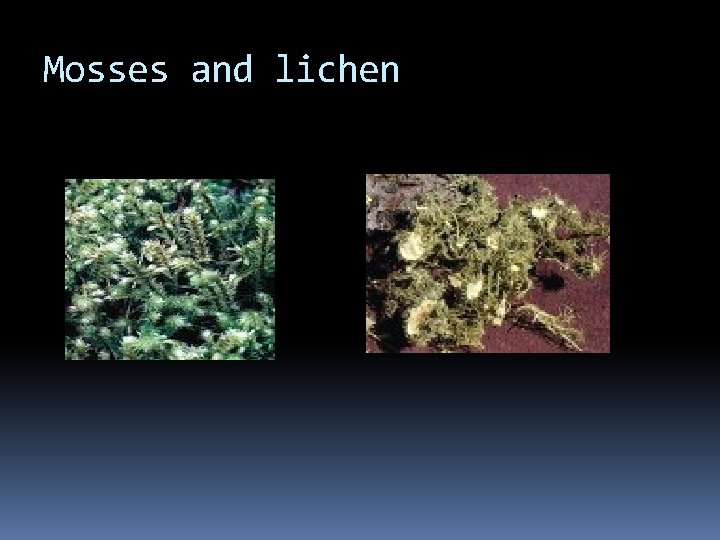 Mosses and lichen 