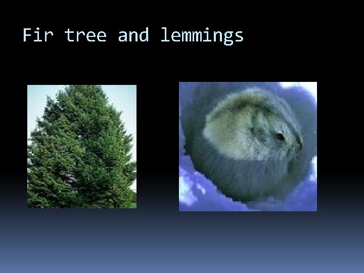 Fir tree and lemmings 