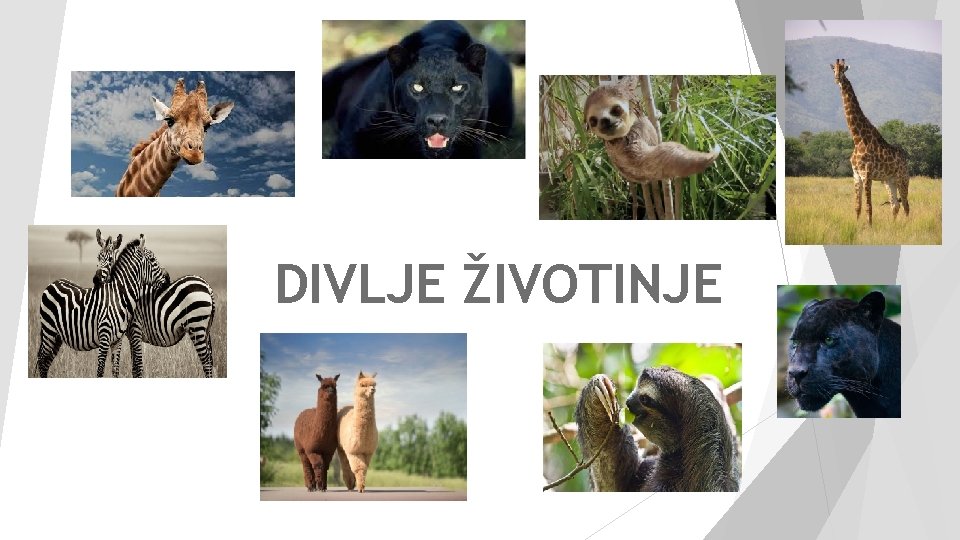 DIVLJE ŽIVOTINJE 