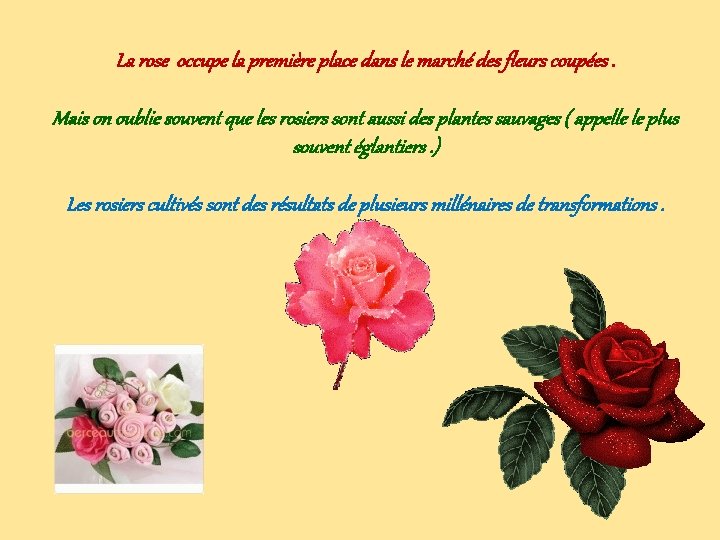 La rose occupe la première place dans le marché des fleurs coupées. Mais on