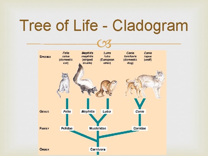 Tree of Life - Cladogram Tree of Life - Cladogram