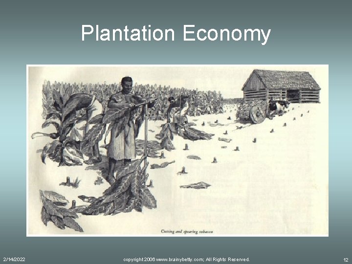 Plantation Economy 2/14/2022 copyright 2006 www. brainybetty. com; All Rights Reserved. 12 