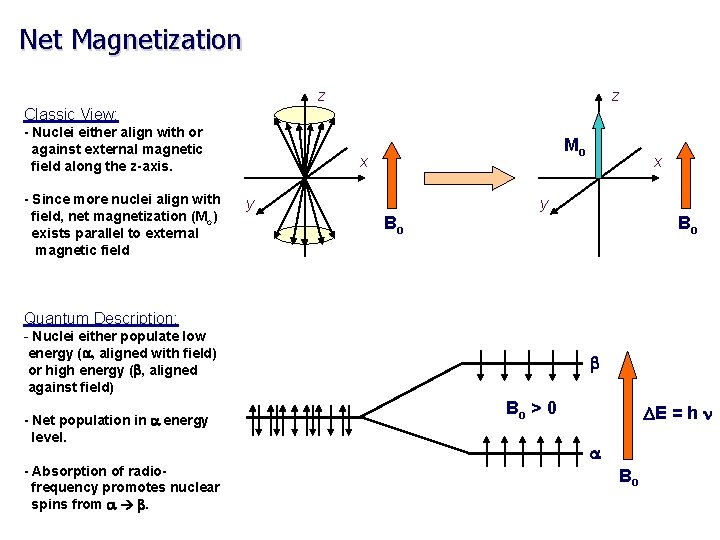 Net Magnetization z z Classic View: - Nuclei either align with or against external