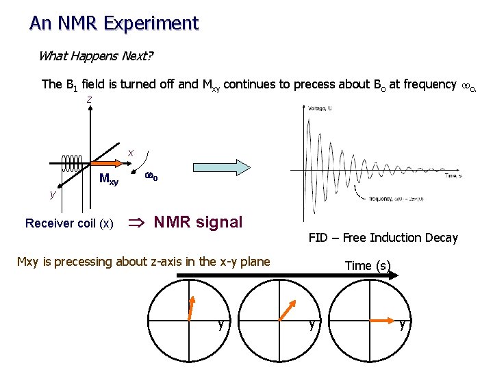 An NMR Experiment What Happens Next? The B 1 field is turned off and