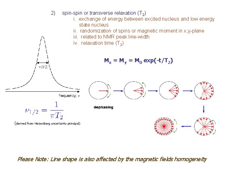 2) spin-spin or transverse relaxation (T 2) i. exchange of energy between excited nucleus