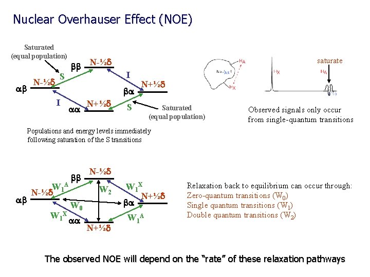 Nuclear Overhauser Effect (NOE) Saturated (equal population) ab N-½d S bb N-½d saturate I