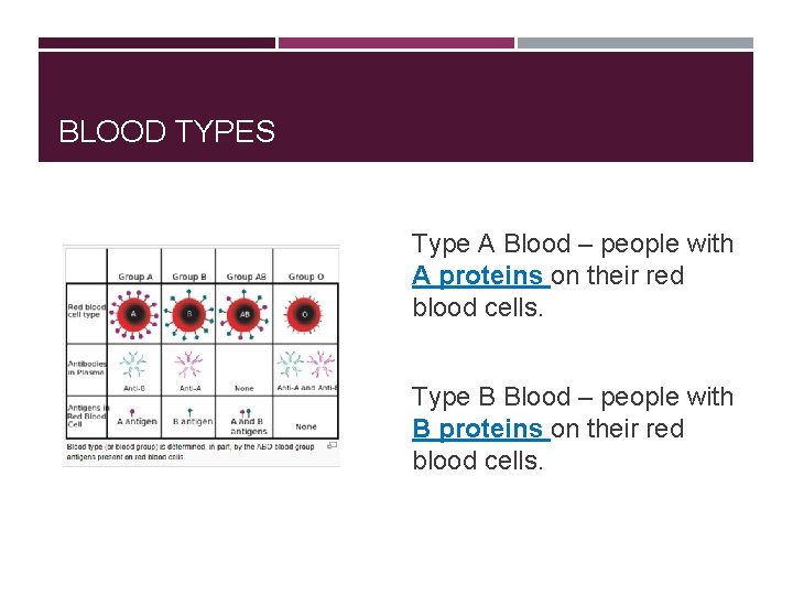 BLOOD TYPES Type A Blood – people with A proteins on their red blood