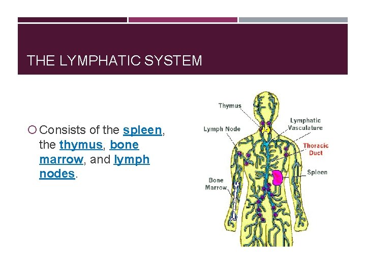 THE LYMPHATIC SYSTEM Consists of the spleen, the thymus, bone marrow, and lymph nodes.