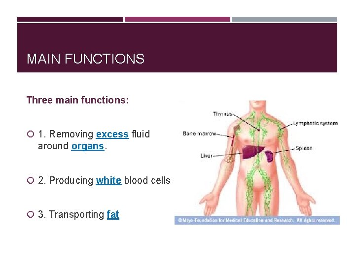 MAIN FUNCTIONS Three main functions: 1. Removing excess fluid around organs. 2. Producing white