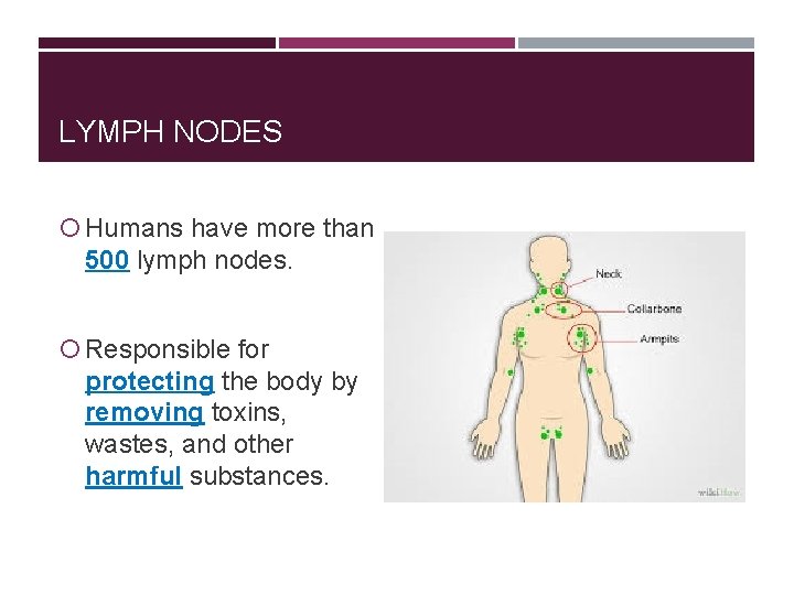 LYMPH NODES Humans have more than 500 lymph nodes. Responsible for protecting the body