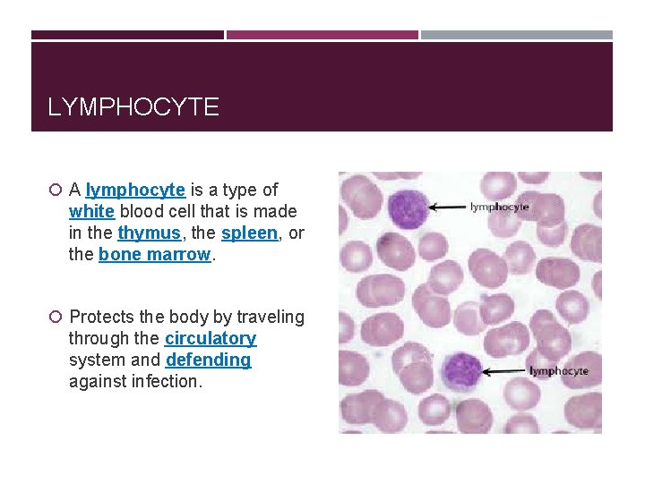 LYMPHOCYTE A lymphocyte is a type of white blood cell that is made in