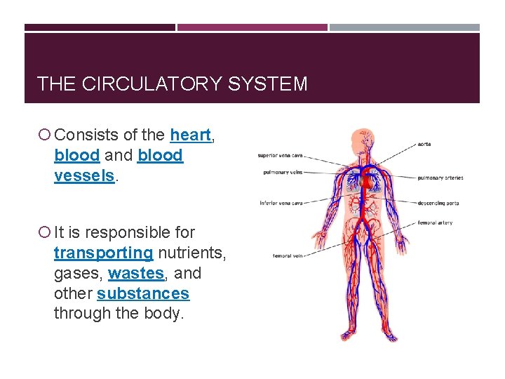 THE CIRCULATORY SYSTEM Consists of the heart, blood and blood vessels. It is responsible