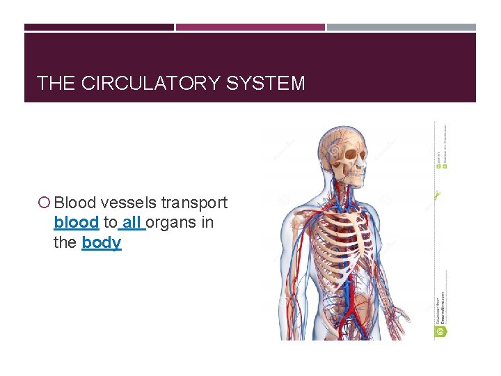 THE CIRCULATORY SYSTEM Blood vessels transport blood to all organs in the body 