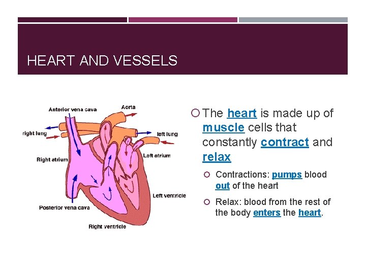 HEART AND VESSELS The heart is made up of muscle cells that constantly contract