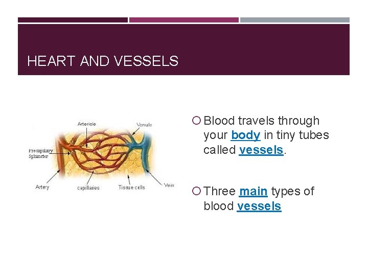 HEART AND VESSELS Blood travels through your body in tiny tubes called vessels. Three