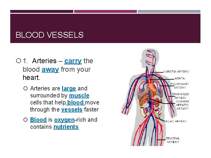 BLOOD VESSELS 1. Arteries – carry the blood away from your heart. Arteries are