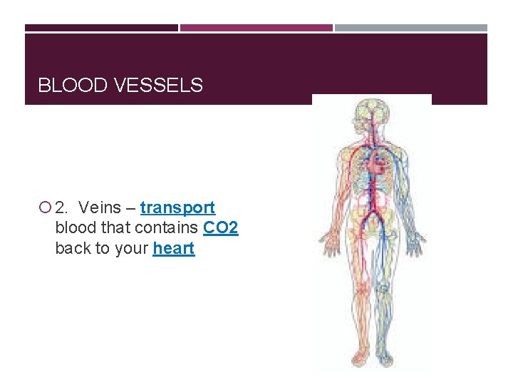 BLOOD VESSELS 2. Veins – transport blood that contains CO 2 back to your