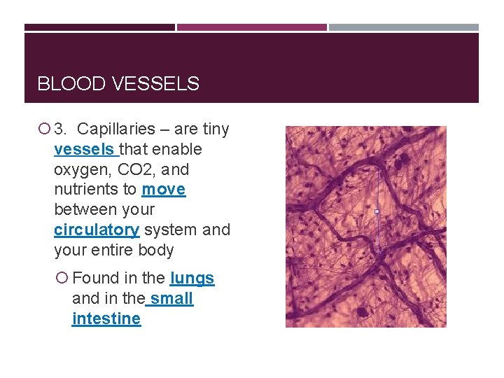 BLOOD VESSELS 3. Capillaries – are tiny vessels that enable oxygen, CO 2, and