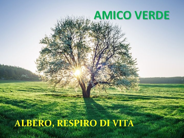 AMICO VERDE ALBERO, RESPIRO DI VITA 