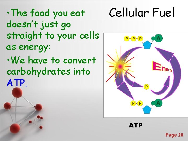  • The food you eat doesn’t just go straight to your cells as